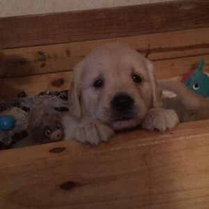 Meet your Posher, Deanna